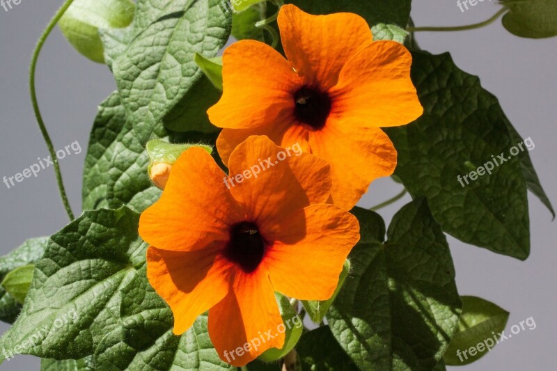 Thunbergia Alata Black Eyed Susan Orange Flowers