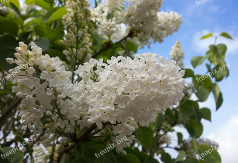 Lilac Blossom Flower Tree Branch