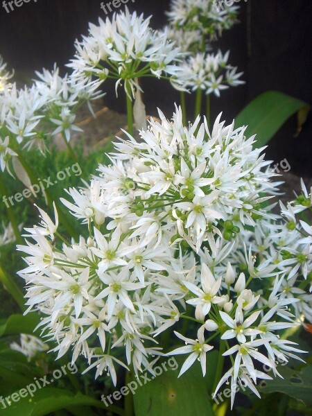 Flower Herbs Garlic White Garden