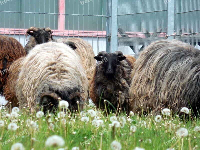 Sheep Wool Animal Fur Meadow