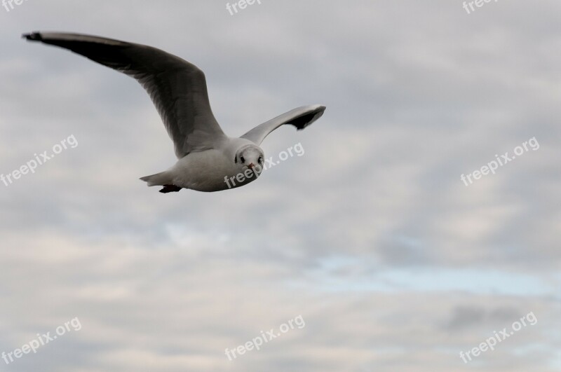 Seagull Bird Flight Clouds Animal