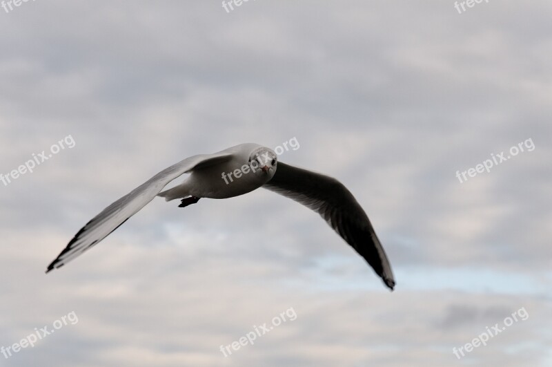 Seagull Bird Flight Clouds Animal