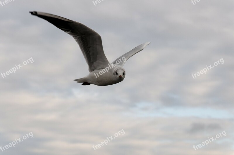 Seagull Bird Flight Clouds Animal