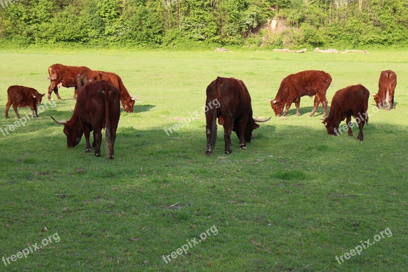 Ruminant Cattle Livestock Horns Domestic Cattle