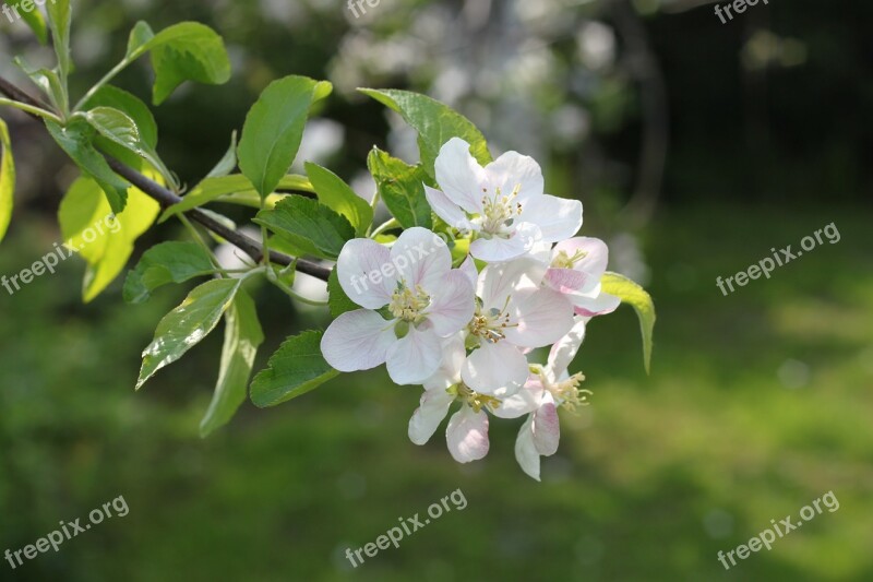 Apple Apple Tree Flowers Flowers Free Photos