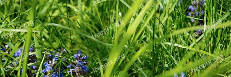 Lawn Grass Blade Flower Green