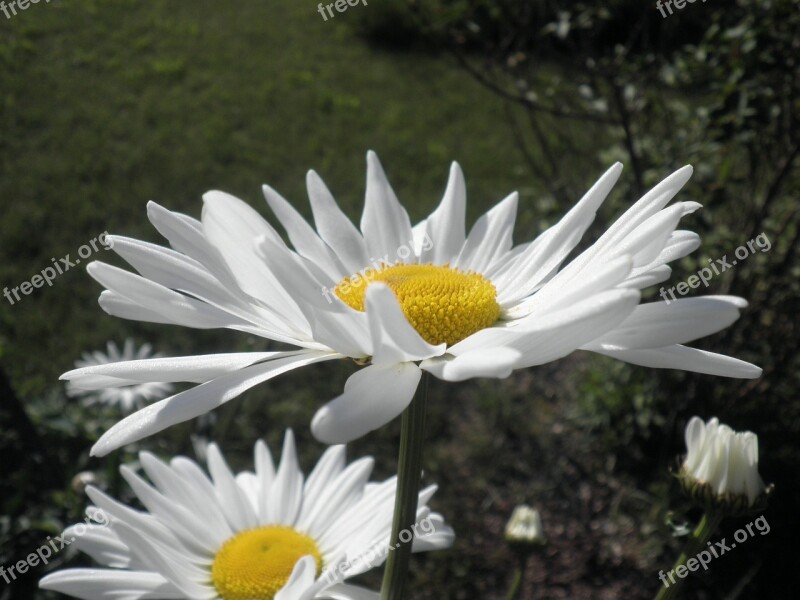 Marguerite Leucanthemum Composites Asteraceae Flower