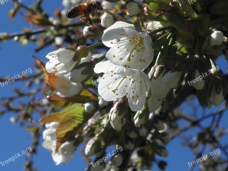 Blossom Bloom Cherry Sweet Cherry Spring