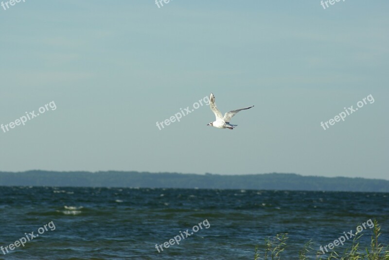 Seagull Bird Sky Sea Free Photos