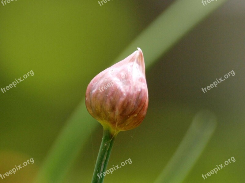 Chive Bud Chives Bud Leek Herbs