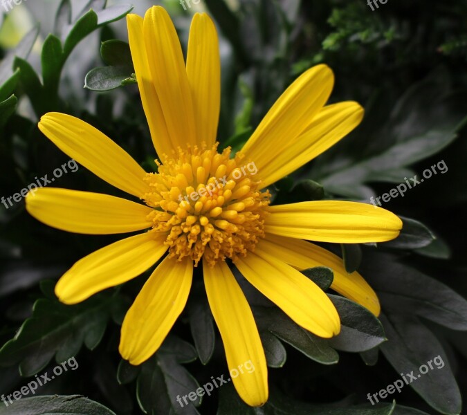 Marguerite Leucanthemum Composites Asteraceae Flower