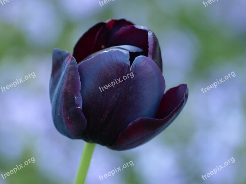 Tulip Black Lily Spring Flowers