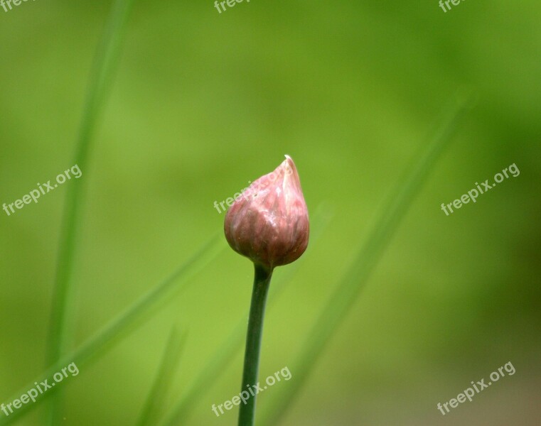 Chive Bud Bud Chives Leek Herbs