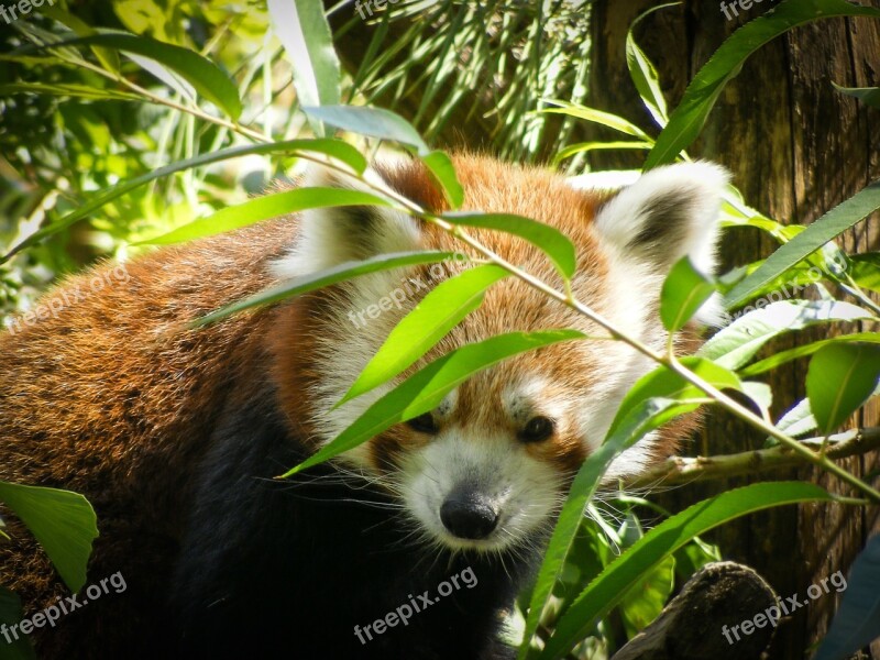 Red Panda Ailurus Fulgens Ursine Animal Zoo