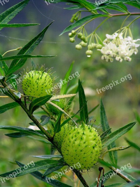 Nature Bud Fauna Blooming Blossom