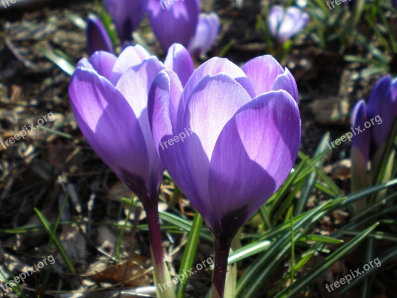 Crocus Purple Spring Backlighting Close Up