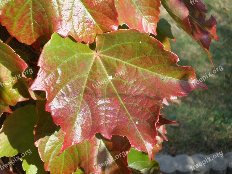 Wine Leaf Autumn Color Leaf Autumn Light Climber Plant