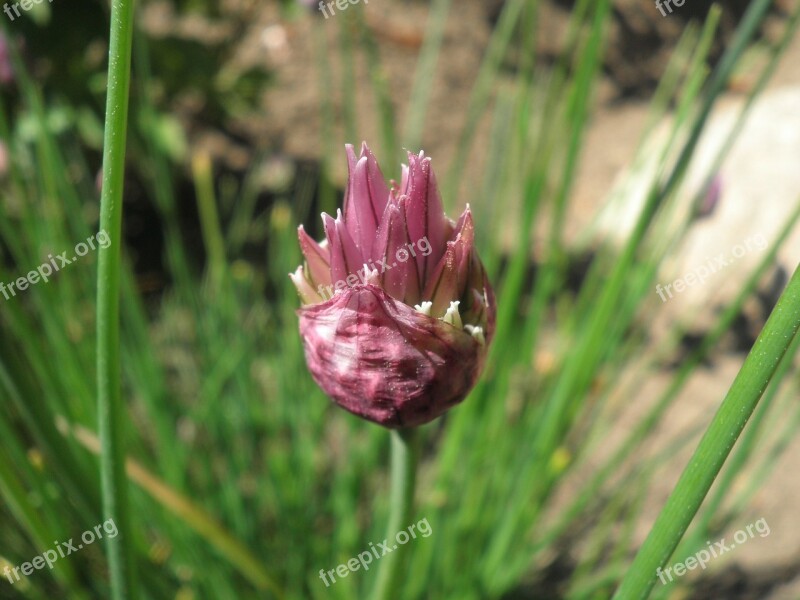 Leek Flower Leek Blossom Bloom Chives