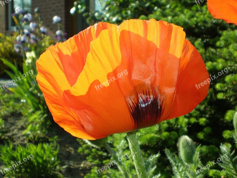 Klatschmohn Poppy Red Flower Flower Garden