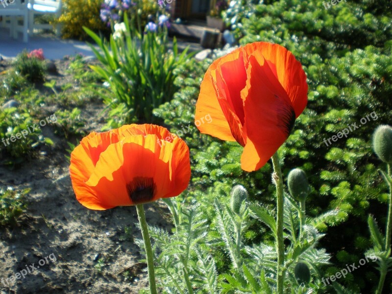 Klatschmohn Poppy Red Flower Flower Garden