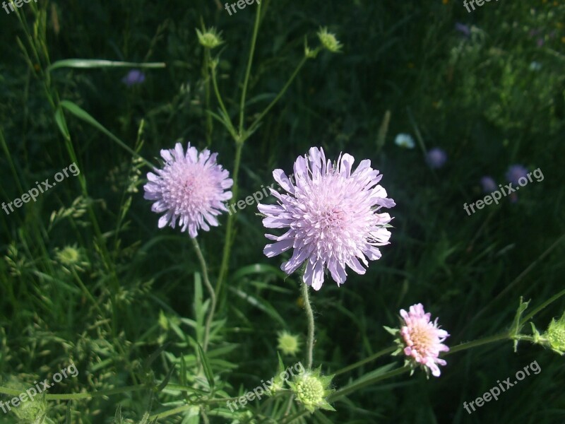 Land Wittwenblume Flower Knautia Arvensis Meadows Scabious Sewing Kisselchen