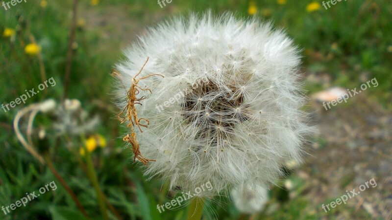 Dandelion Macro Seeds Wind The Delicacy