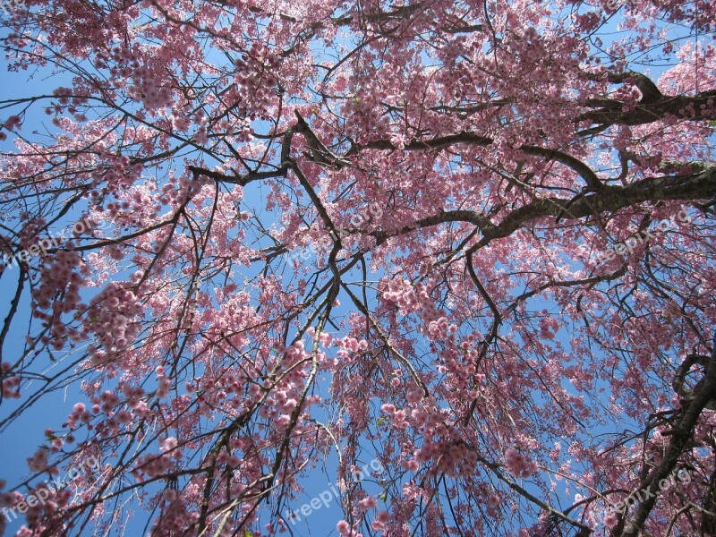 Tree Flowering Tree Pink Flowers Cherry Blossoms Weeping Cherry