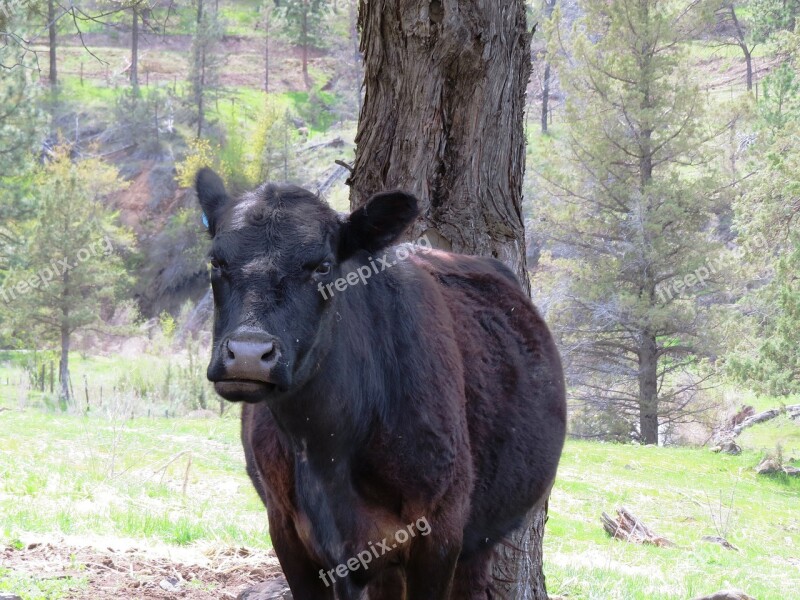 Cow Expression Animal Cattle Rural