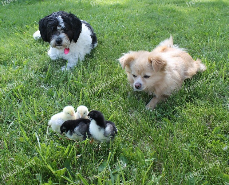 Dogs Chicks Pets Mammals Animal