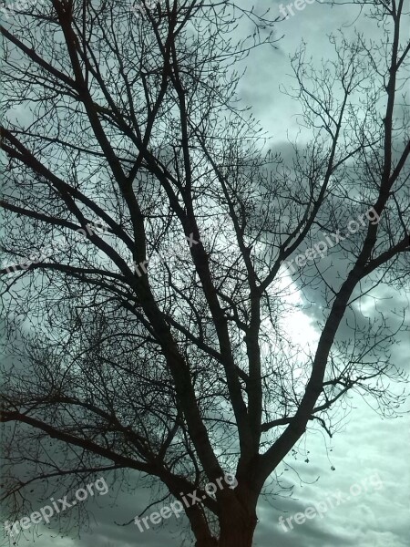 Tree Landscape Sky Clouds Dry Tree