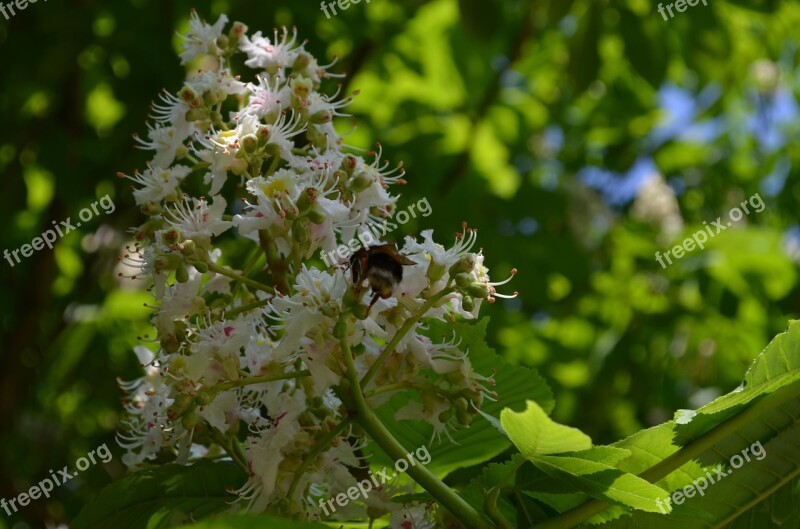 Chestnut Tree Chestnut Blossom Inflorescence Free Photos