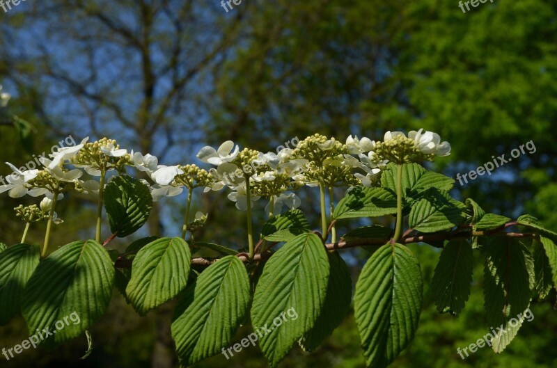 Chestnut Tree Inflorescence Chestnut Blossom Free Photos