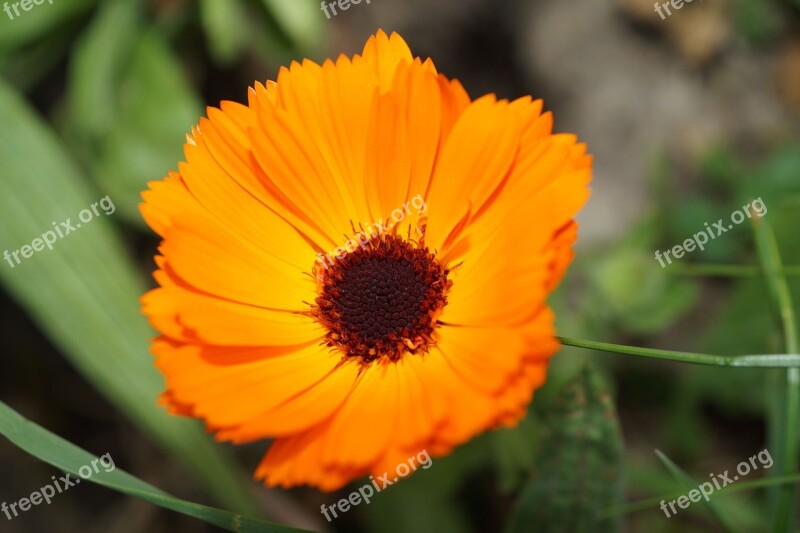 Blossom Bloom Flowers Orange Yellow