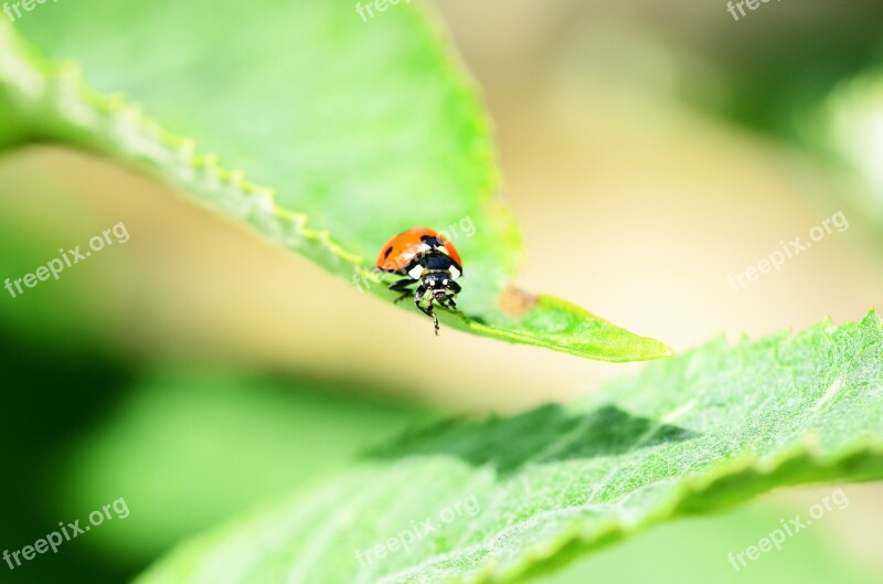 Ladybird Seven-spot Ladybird Front View Coccinella Septempunctata Beetle