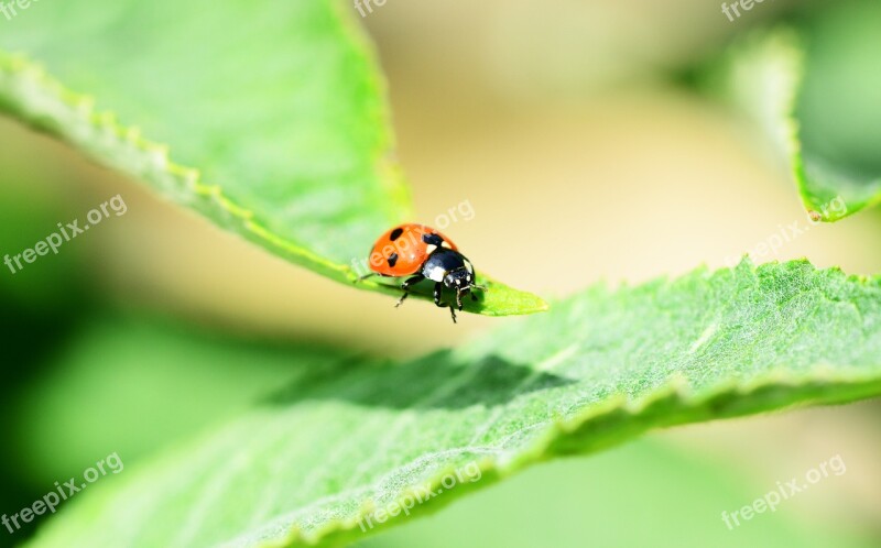 Ladybird Seven-spot Ladybird Side View Coccinella Septempunctata Beetle