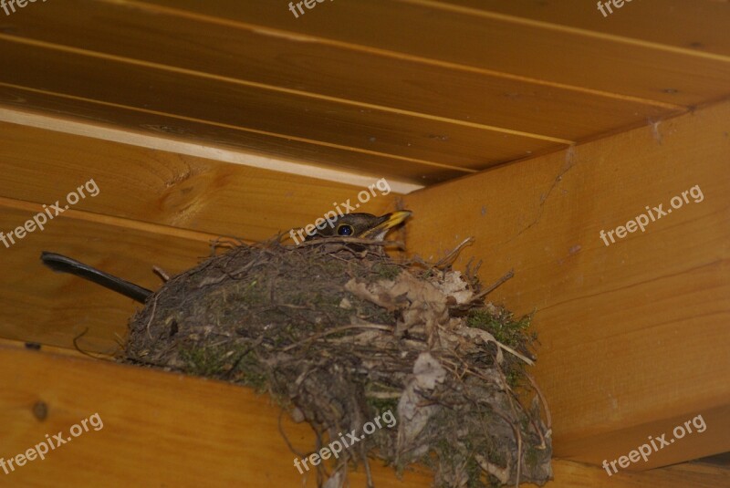 Swallow's Nest Bird's Nest Nest Bird Schwalbe