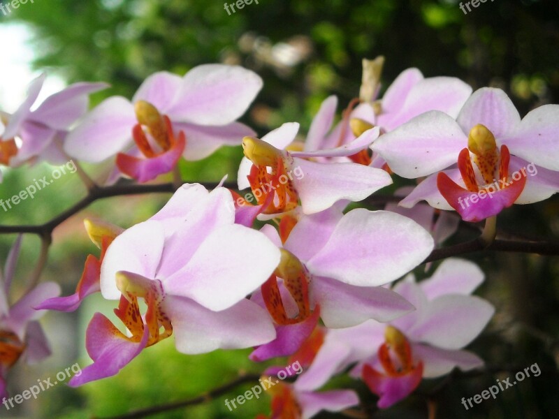 Flowers Orchid Pink Free Photos