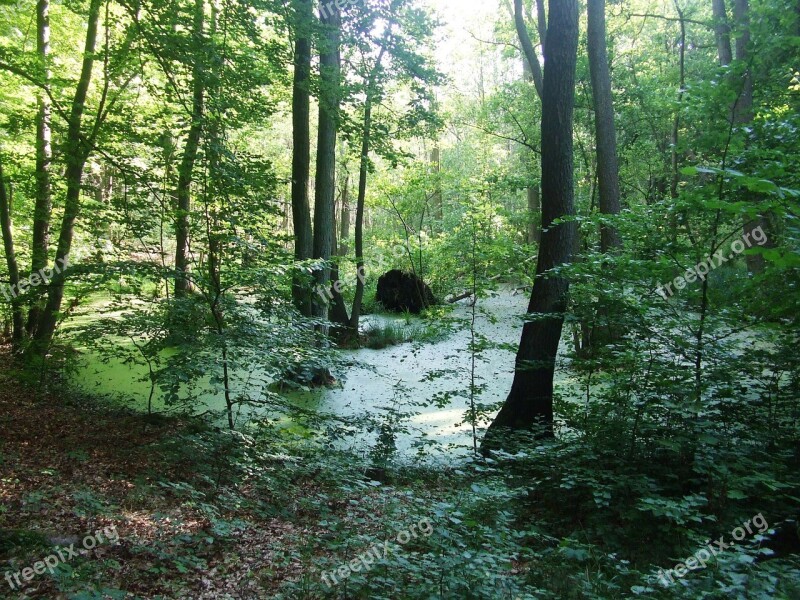 Moor Trees Landscape Free Photos