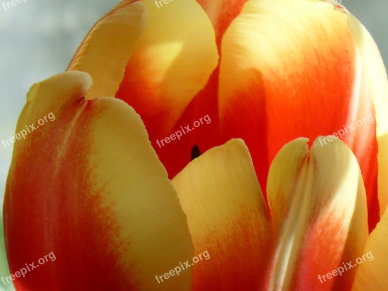 Tulip Flower Nature Plant Orange