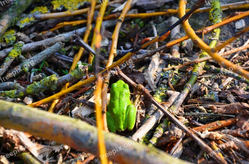 Frog Tree Frog Amphibians Undergrowth Green