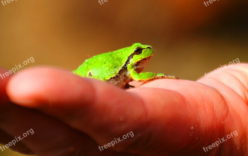 Frog Tree Frog Amphibians Wood Green