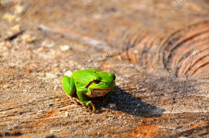 Frog Tree Frog Amphibians Wood Green