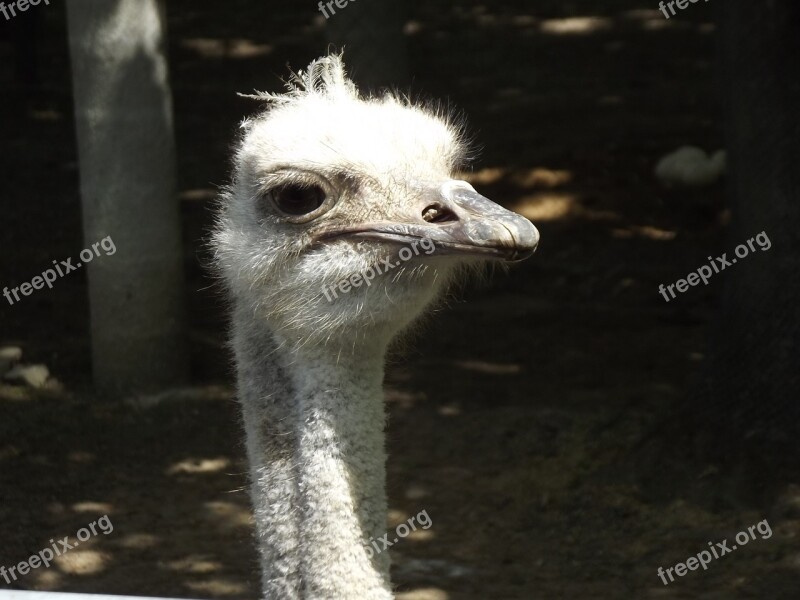 Ostrich Animal Zoo Free Photos