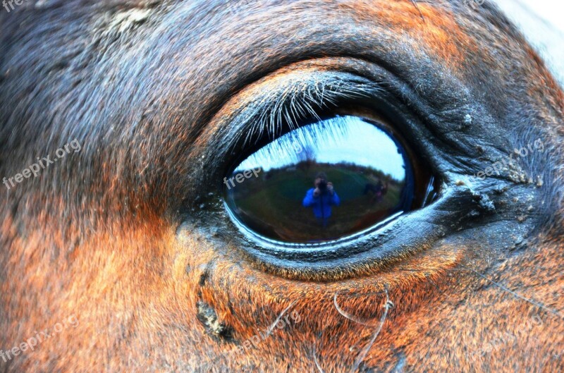 Horse Eye Eye Horse Free Photos