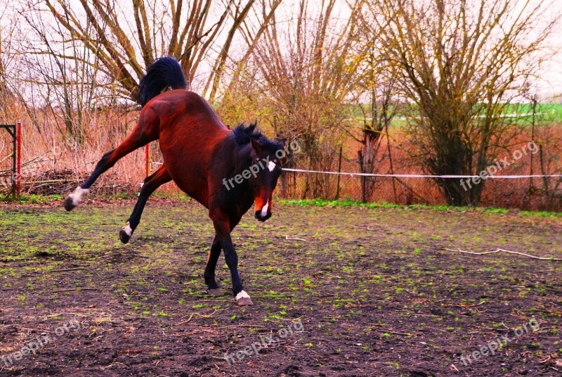 Horse Rodeo Knock Out Jump Free Photos