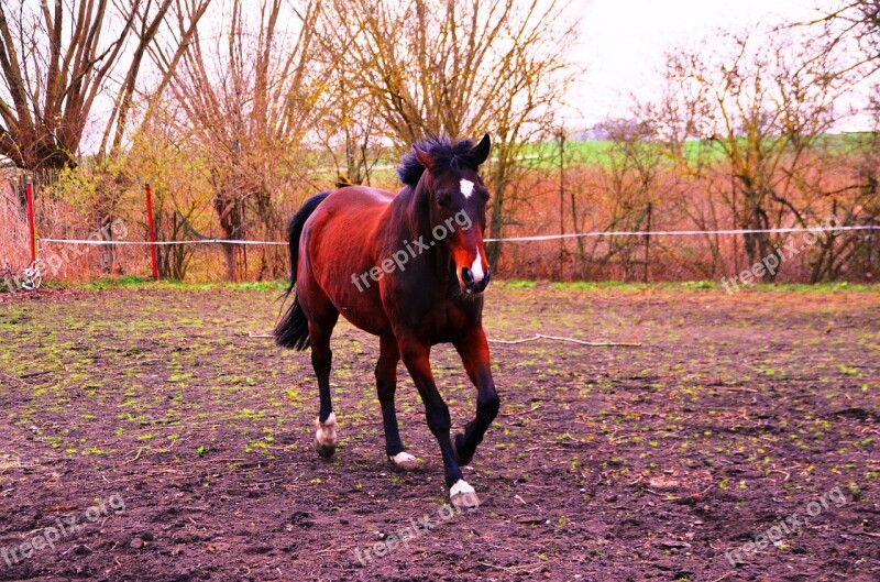 Horse Animal Ride Gallop Trot