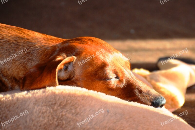 Dachshund Sleep Dog Free Photos