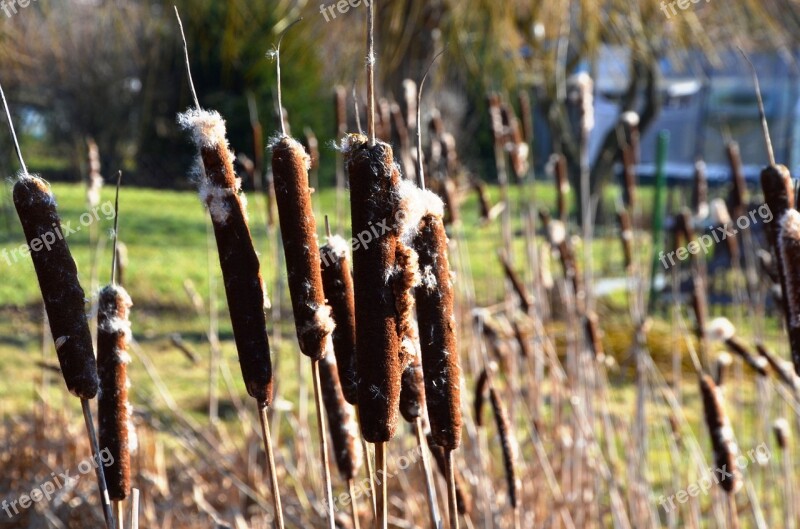 Cattail Reed Typha Lampenputzer Schlotfeger