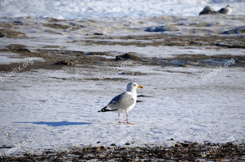 Seagull Baltic Sea Winter Bird Free Photos