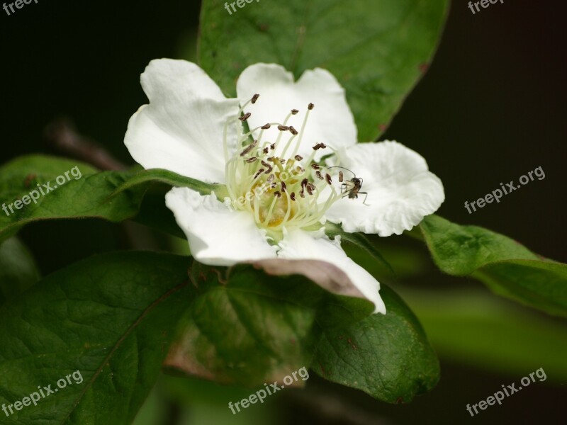 Mispelblüte Mispelstrauch Blossom Bloom Medlar